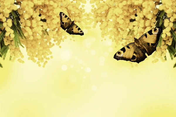 Цветок мимозы с бабочкой на желтом фоне — стоковое фото