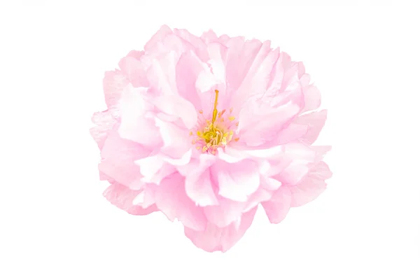 Sakura Blume Kirschblüte. — Stockfoto