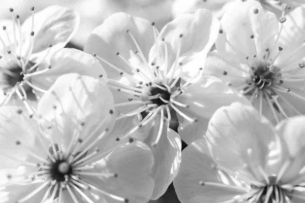 체리 꽃 — 스톡 사진