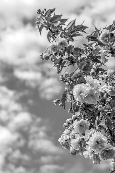 Sakura flor flor de cerezo. — Foto de Stock