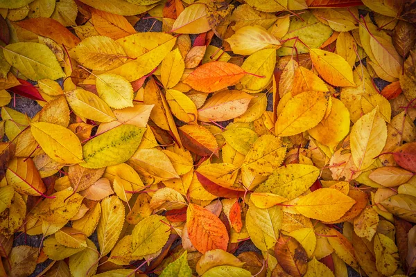 Autunno foglie sfondo — Foto Stock