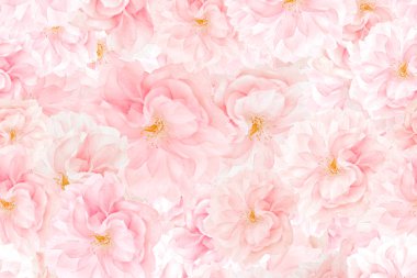 Sakura çiçekleri arka plan