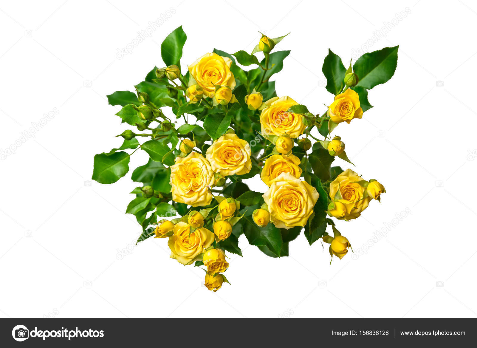 Bouquet de roses jaunes isolé sur fond blanc image libre de droit par  Tainar © #156838128