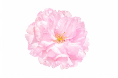 Sakura çiçeği kiraz çiçeği.