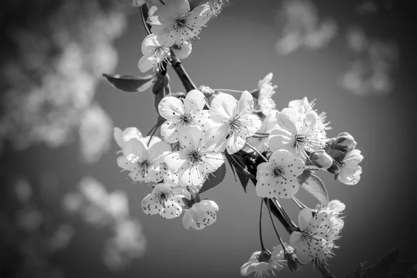 Sakura flower cherry — Stock fotografie