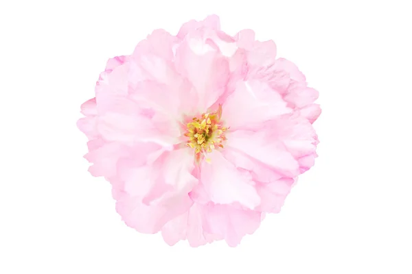 Sakura bloem kersenbloesem. — Stockfoto