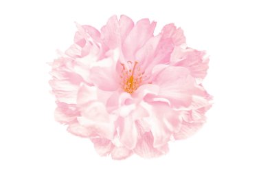 Sakura çiçeği kiraz çiçeği.