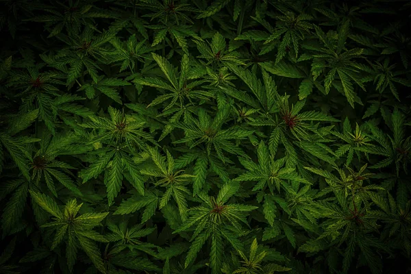 Cannabis marihuana blad close-up achtergrond — Stockfoto