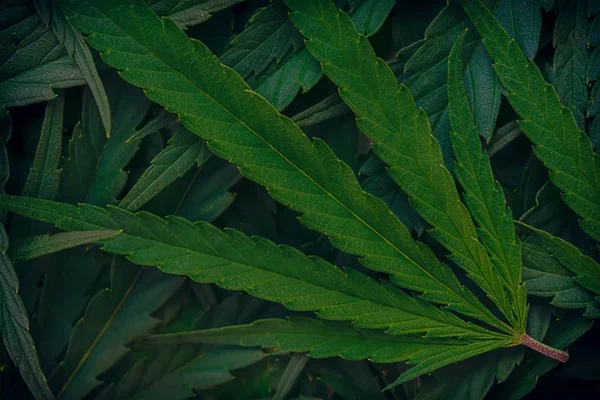 Kannabiksen marihuanan lehtien lähikuva tausta — kuvapankkivalokuva