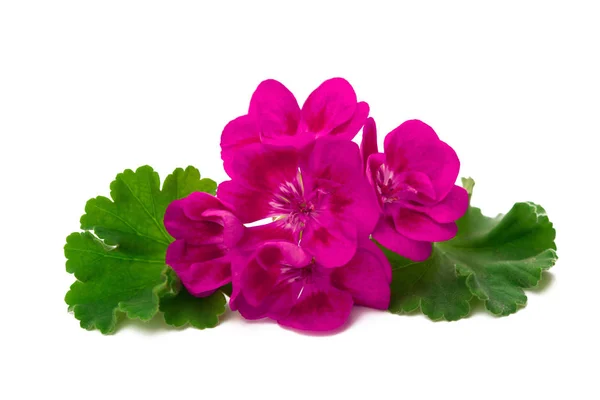 Flor de pelargonium isolado no fundo branco — Fotografia de Stock