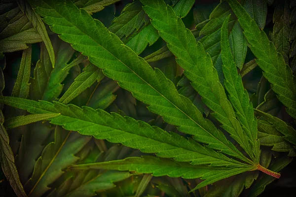 Kannabiksen marihuanan lehtien lähikuva tausta — kuvapankkivalokuva