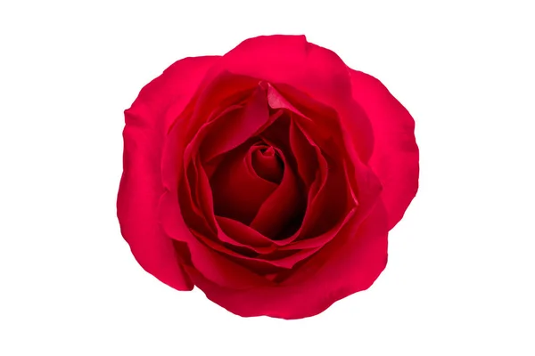 Rote Rose Blume isoliert auf weißem Hintergrund — Stockfoto