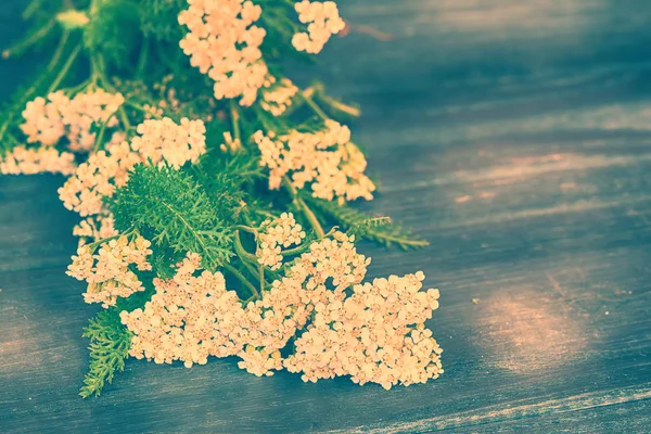 Fiori di achillea su sfondo di legno . — Foto Stock