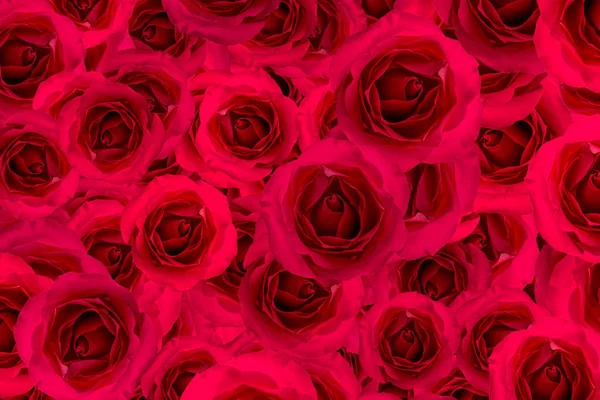 Fond fleur rose rouge — Photo