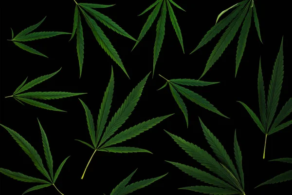 Bladeren van cannabis geïsoleerd op zwarte achtergrond — Stockfoto