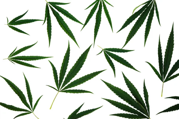 Folhas de cannabis isoladas sobre fundo branco — Fotografia de Stock