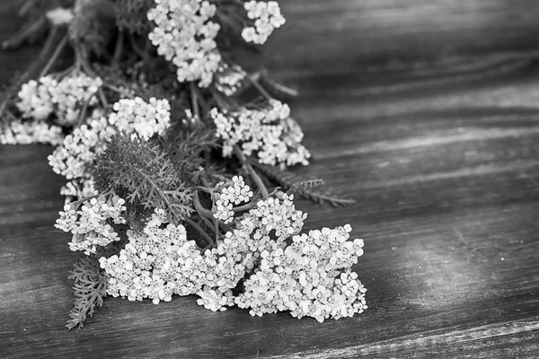 Flores de milenrama sobre fondo de madera . — Foto de Stock