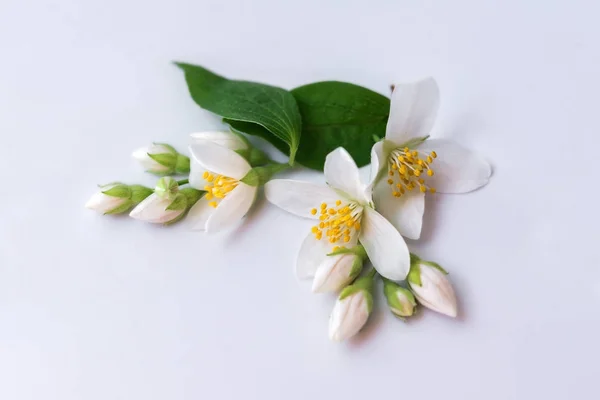 Σύνολο λουλουδιών γιασεμί σε λευκό φόντο — Φωτογραφία Αρχείου
