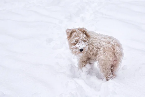Одна пушистая белая кремовая собака в сугробе — стоковое фото