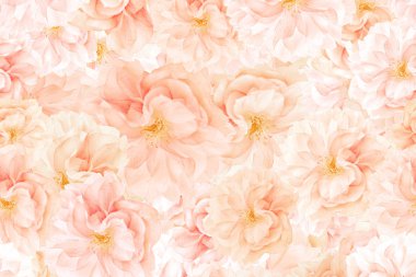 Sakura çiçekleri arka plan