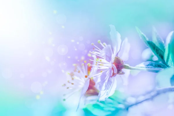 Flores de sakura de cerezo primer plano sobre fondo suave — Foto de Stock