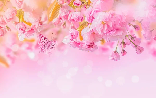 Sakura bloem kersenbloesem. — Stockfoto