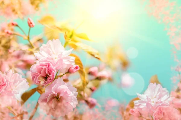 Sakura flor flor de cerezo. — Foto de Stock