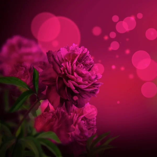 Pink peony flowers blossom on dark background — Stok Foto