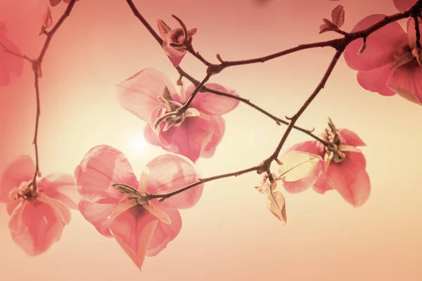 Florecimiento Flores Magnolia Primavera Contra Atardecer Profundidad Campo Superficial Efecto — Foto de Stock