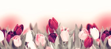Tulip colorful flower panoramic border on white clipart