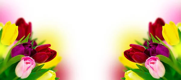 Tulipán colorido flor que florece panorámica en blanco. Tarjeta de felicitación plantilla de fondo — Foto de Stock
