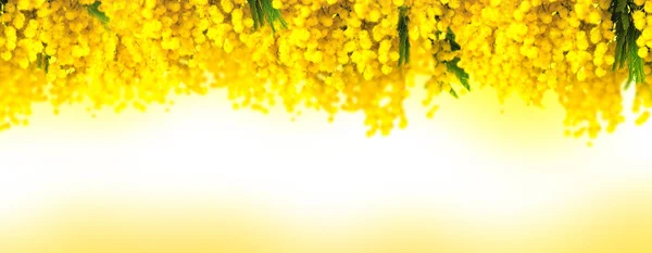 Mimosa flower bloom panoramic background. Greeting card template. Shallow depth. Copy space — Stock Photo, Image