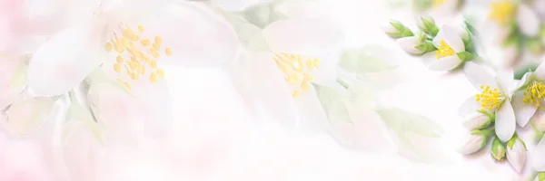 Белый и бежевый жасминовый цветок, цветущий панорама. Увядшие цвета. Неглубокая глубина мягкого фокуса. Тонированное изображение. Шаблон поздравительной открытки — стоковое фото