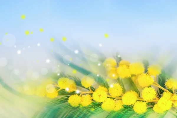 Mimosa bloemen blured achtergrond. Bloeiende lente mimosa over blauw. Wenskaartsjabloon. Ondiepe diepte — Stockfoto