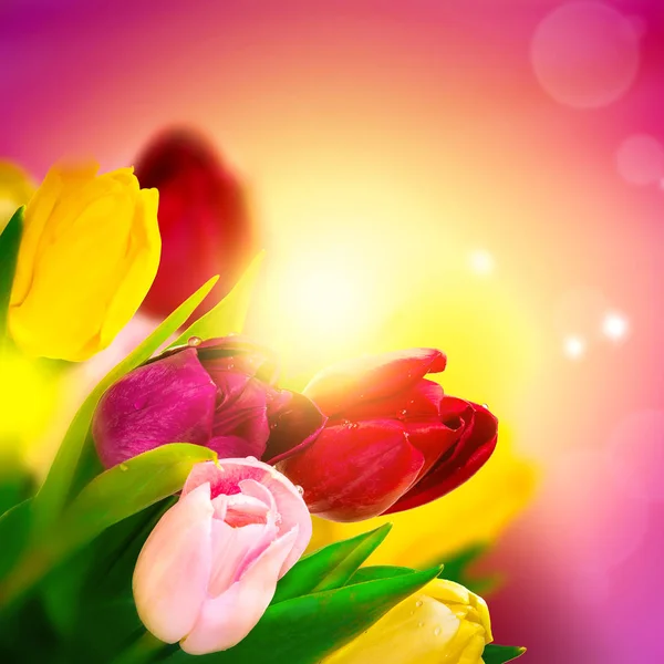 Ramo de flores de tulipán sobre fondo rosa y brillo del sol. Tarjeta de felicitación plantilla. Imagen tonificada — Foto de Stock