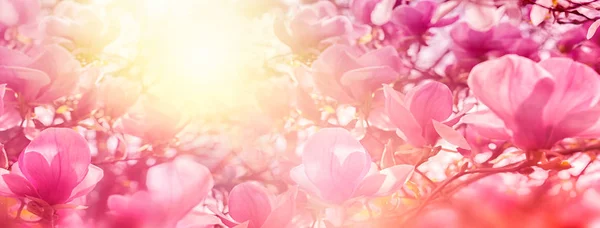 Kvetoucí magnólie květiny v sluneční světlo podsvícený, mělké hloubce. Měkký vintage tónovaný. Šablony přání. Přírodní panorama pozadí — Stock fotografie