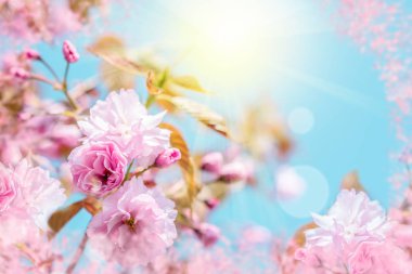 Güzel sakura çiçek kiraz çiçeği. Tebrik kartı arka plan şablonu. Sığ derinliği. Yumuşak tonda. Bahar doğa