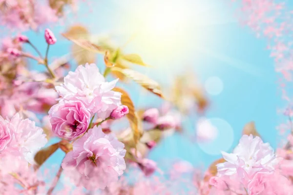 Güzel sakura çiçek kiraz çiçeği. Tebrik kartı arka plan şablonu. Sığ derinliği. Yumuşak tonda. Bahar doğa — Stok fotoğraf