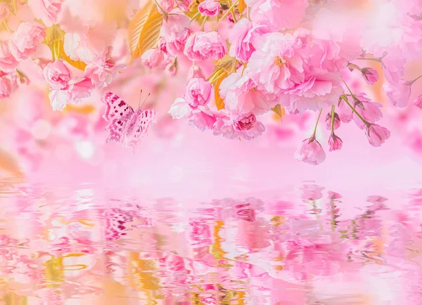 Flor Sakura flor de cerezo, reflejo de agua, luz. Tarjeta de felicitación plantilla de fondo. Profundidad superficial. Tono suave. Naturaleza de primavera —  Fotos de Stock