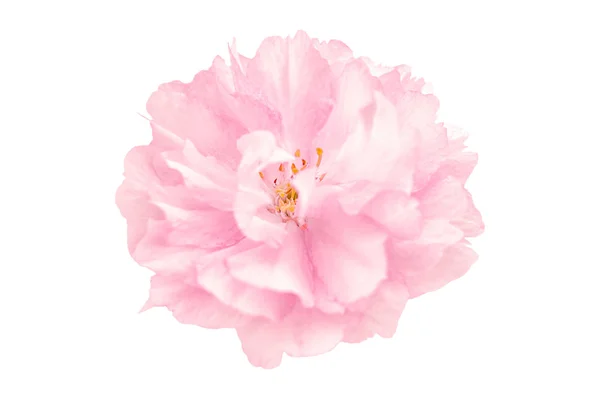 Belle fleur de sakura rose fleur de cerisier isolé sur fond blanc. Profondeur faible. Doux ton. Modèle de carte de vœux. Profondeur faible — Photo