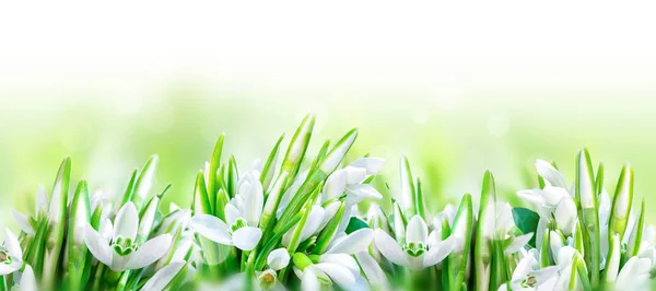 Hermosas gotas de nieve flor aislada sobre fondo panorámico blanco. Naturaleza de primavera. Tarjeta de felicitación plantilla. Tono suave — Foto de Stock