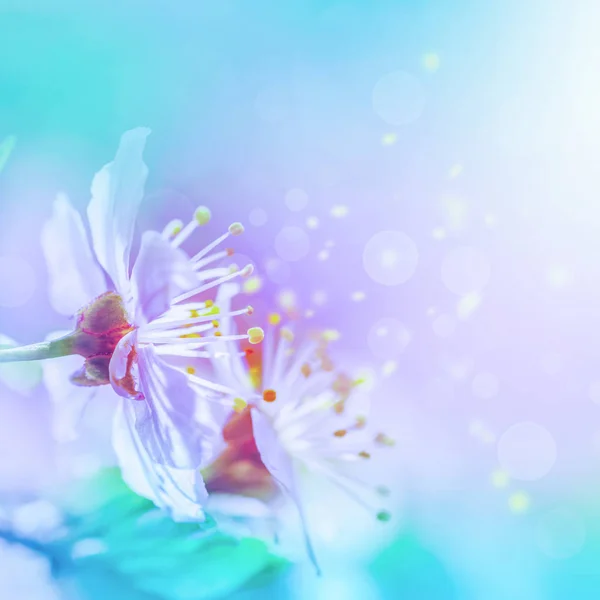 Wunderschöne Kirschsakura-Blüten aus nächster Nähe auf sanftem, sanftem, blauem und rosa Hintergrund. Grußkarte florale Vorlage. Weich getönt. flache Tiefe. Frühlingsnatur — Stockfoto