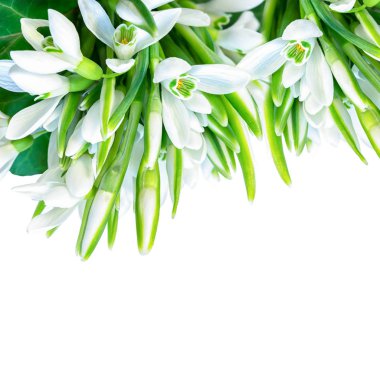 Güzel kardelen çiçek çiçek beyaz kare zemin üzerine izole. Bahar doğa. Tebrik kartı şablonu. Yumuşak tonda