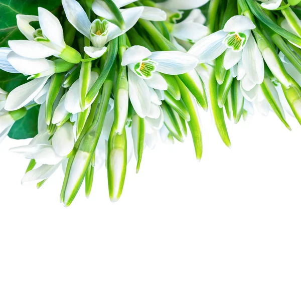 Vackra snödroppar blomma blomma isolerad på vit fyrkantig bakgrund. Vår natur. Mall för gratulationskort. Mjuk tonad — Stockfoto