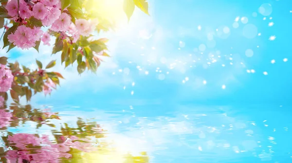 Sakura bunga ceri mekar, refleksi air, cahaya. Templat latar belakang kartu ucapan. Kedalaman dangkal. Lembut nada. Spring alam — Stok Foto