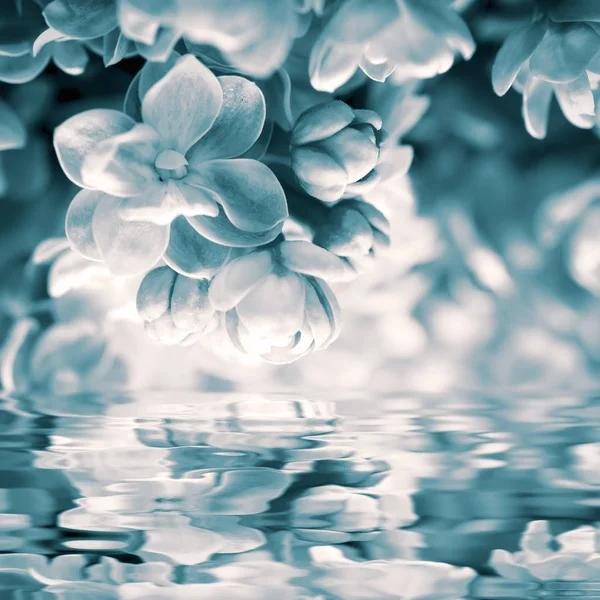 Mooie Lila bloem bloesem, water reflectie, licht. Wenskaartsjabloon. Zachte vintage afgezwakt. Natuur voorjaar achtergrond — Stockfoto