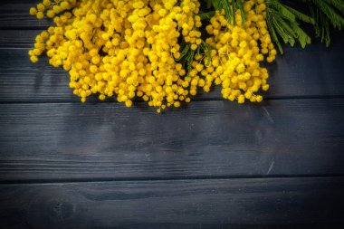 Güzel Mimoza çiçeği çiçek koyu mavi ahşap arka plan üzerinde. Tebrik kartı şablonu. Sığ derinliği. Uzay kopyalayın. Bahar doğa