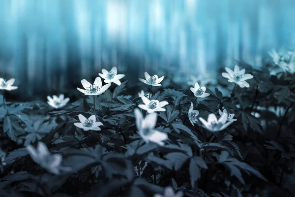 Hermosa flor de anémona de primavera blanca en primer plano en el bosque sobre fondo borroso azul oscuro con un enfoque suave. Plantilla de tarjeta de felicitación floral de naturaleza primavera. Magical deliciosa imagen artística tonificada — Foto de Stock