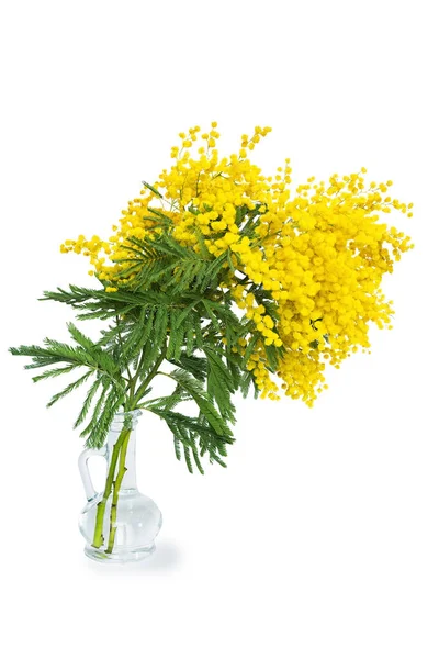 Beautiful mimosa flower blossom in glass vase isolated on white background. Shallow depth. Greeting card template. Copy space. Spring nature — Stock Photo, Image