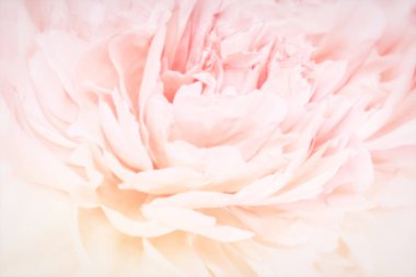 Şakayık çiçekleri hassas mevsimlik çerçeve çiçek. Sığ derinliği. Tebrik kartı arka plan. Çiçek şablon. Yumuşak pastel tonda